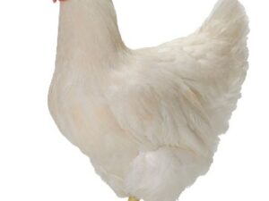 Hy-Line Silver Brown