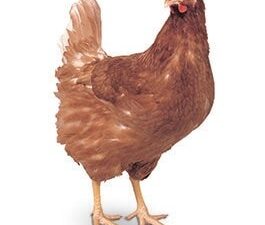 Hy-Line Brown Layer Chicken