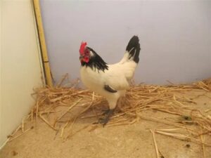 Lakenvelder Chickens