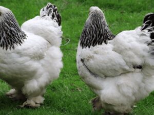 Point-of-lay Brahma hens