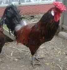 Old English Pheasant Fowl