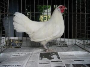 Rheinlander Chickens