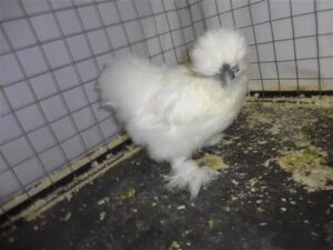 Silkie Chickens