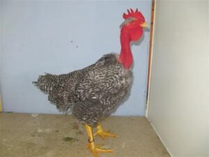 Naked Neck Layer Chickens
