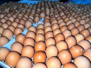 Hy-Line Brown Layer Fertile Eggs
