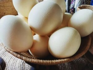 Fresh Ostrich Eggs