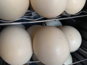 Fertilized Ostrich Eggs